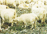 カシミヤ　山羊